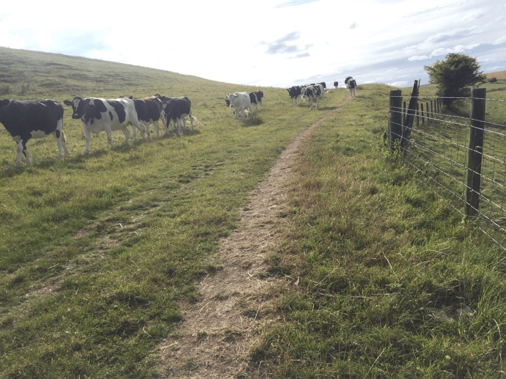 Acción de vacas en el sendero