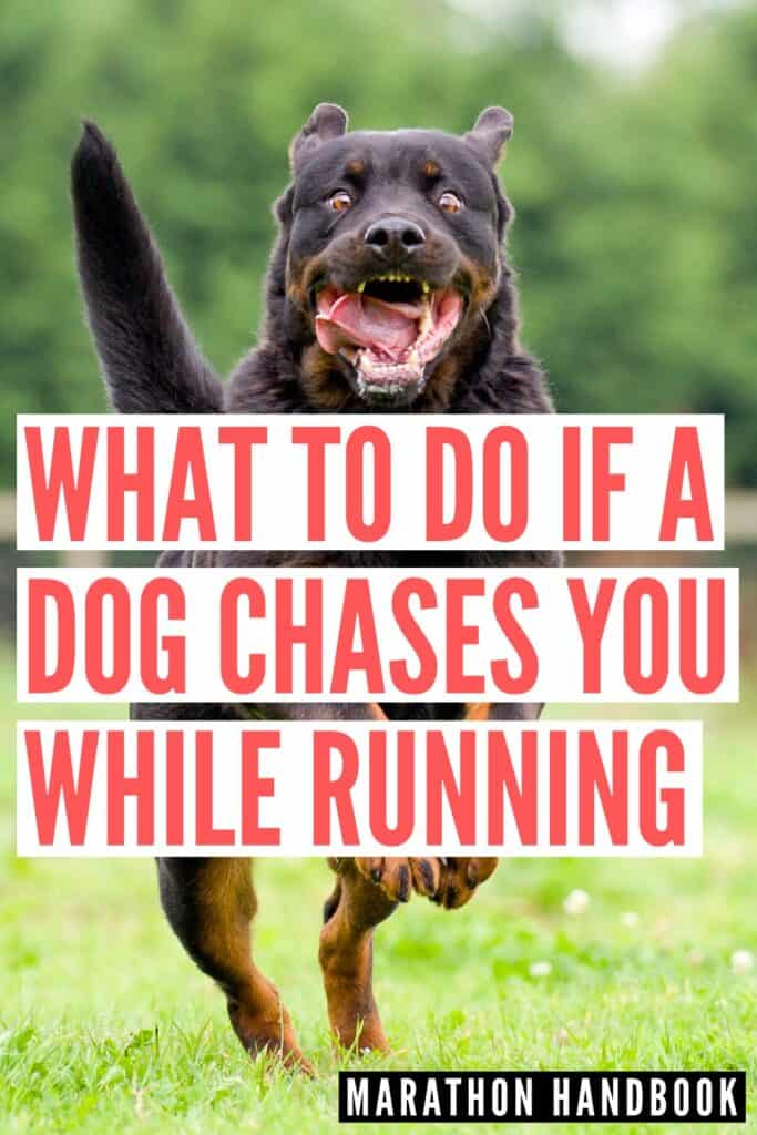 what to do if a aggressive dog approaches you