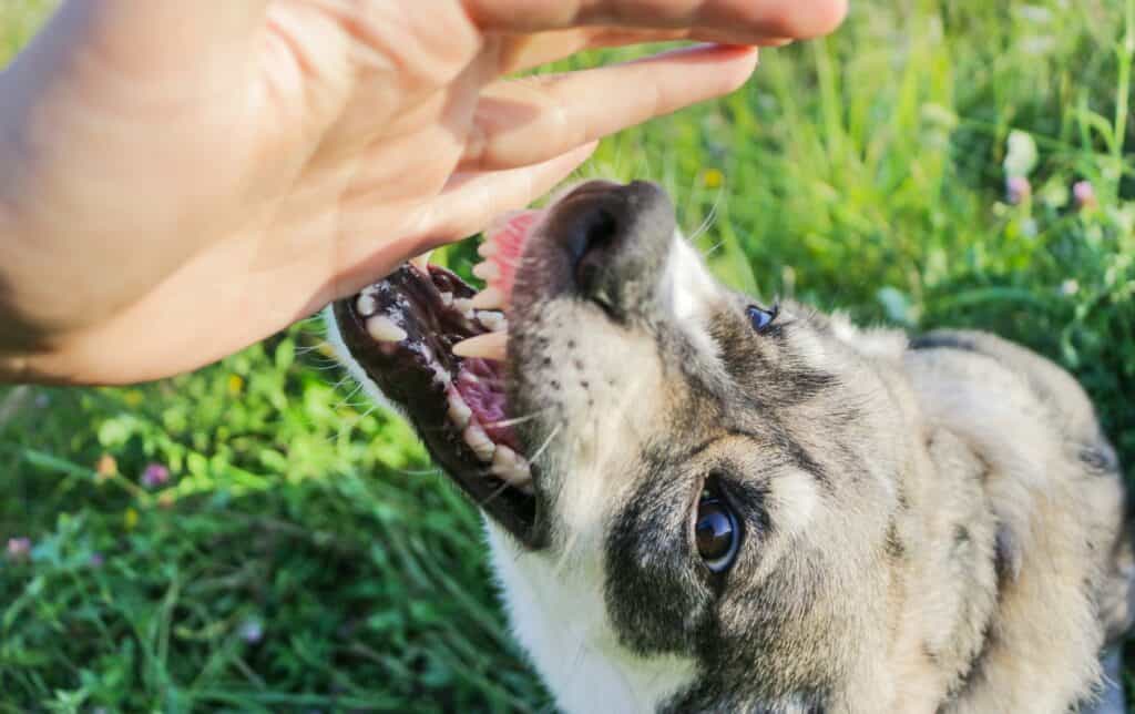 what to do if a aggressive dog approaches you