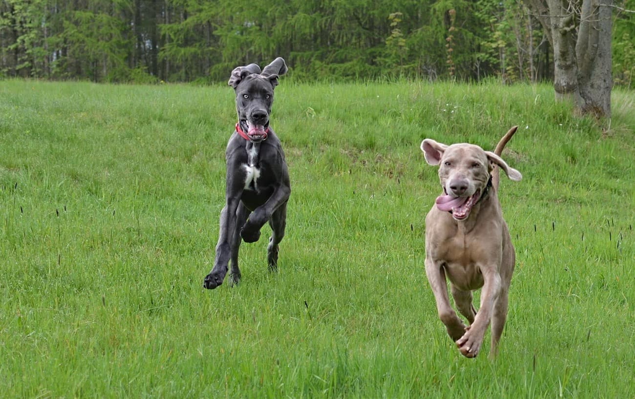 what dog breeds make good running partners