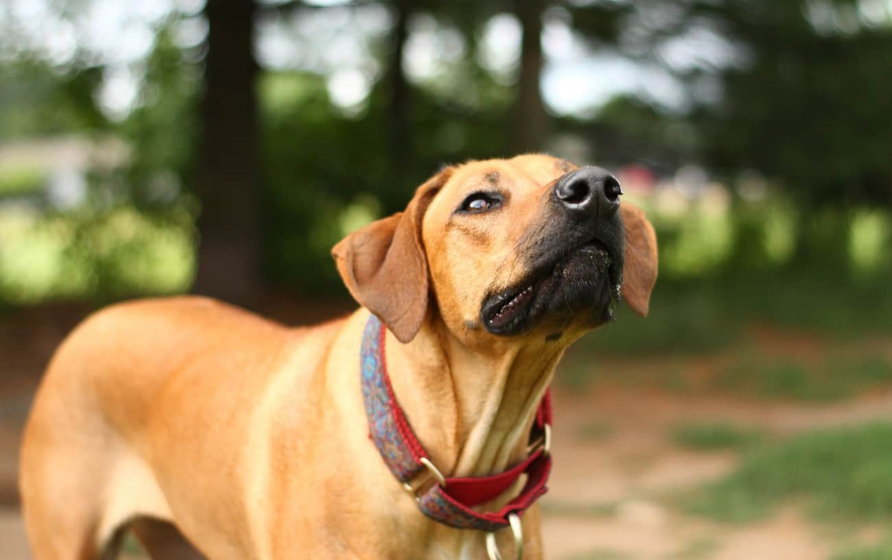 Best dogs store as running companions