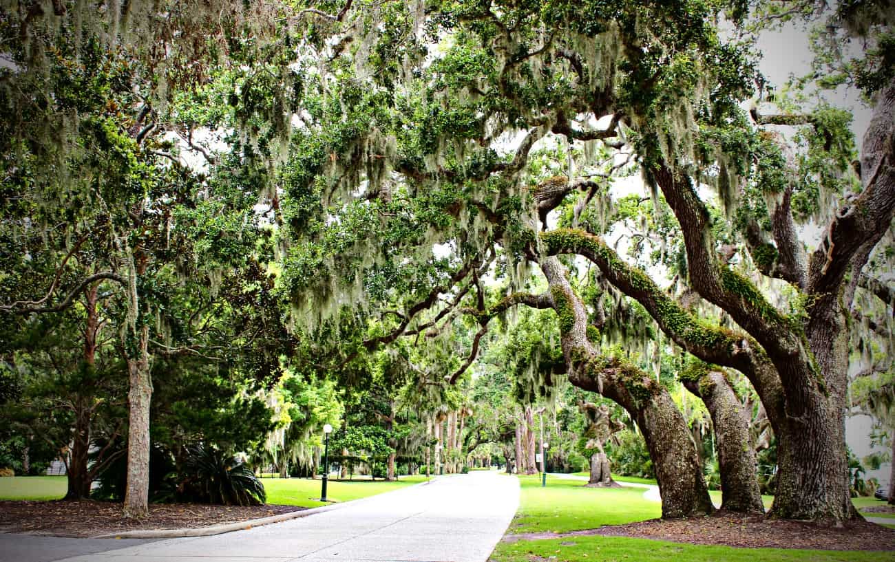 Running With Allergies: 10 Tips To Help You Enjoy Seasonal Running 2 A park with oak trees.