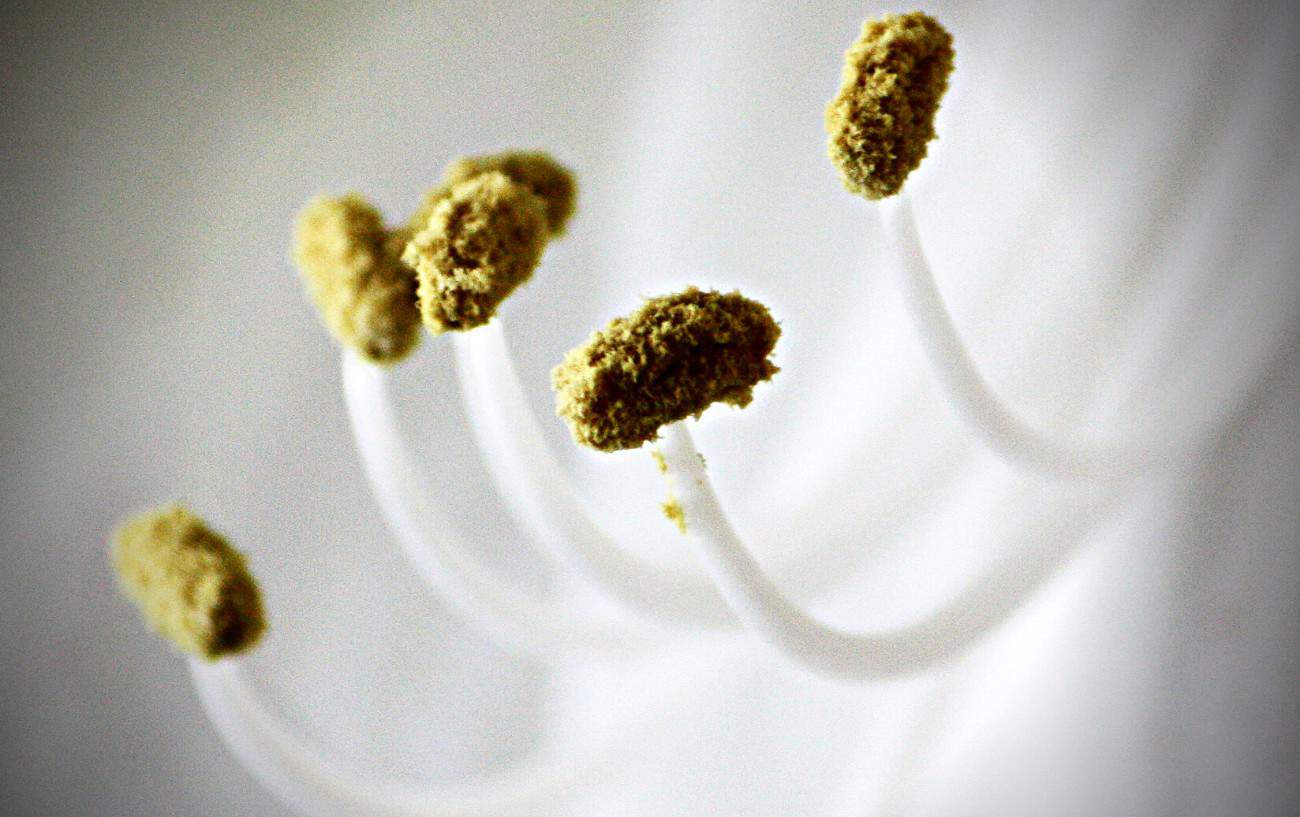 Running With Allergies: 10 Tips To Help You Enjoy Seasonal Running 4 A close-up of pollen.