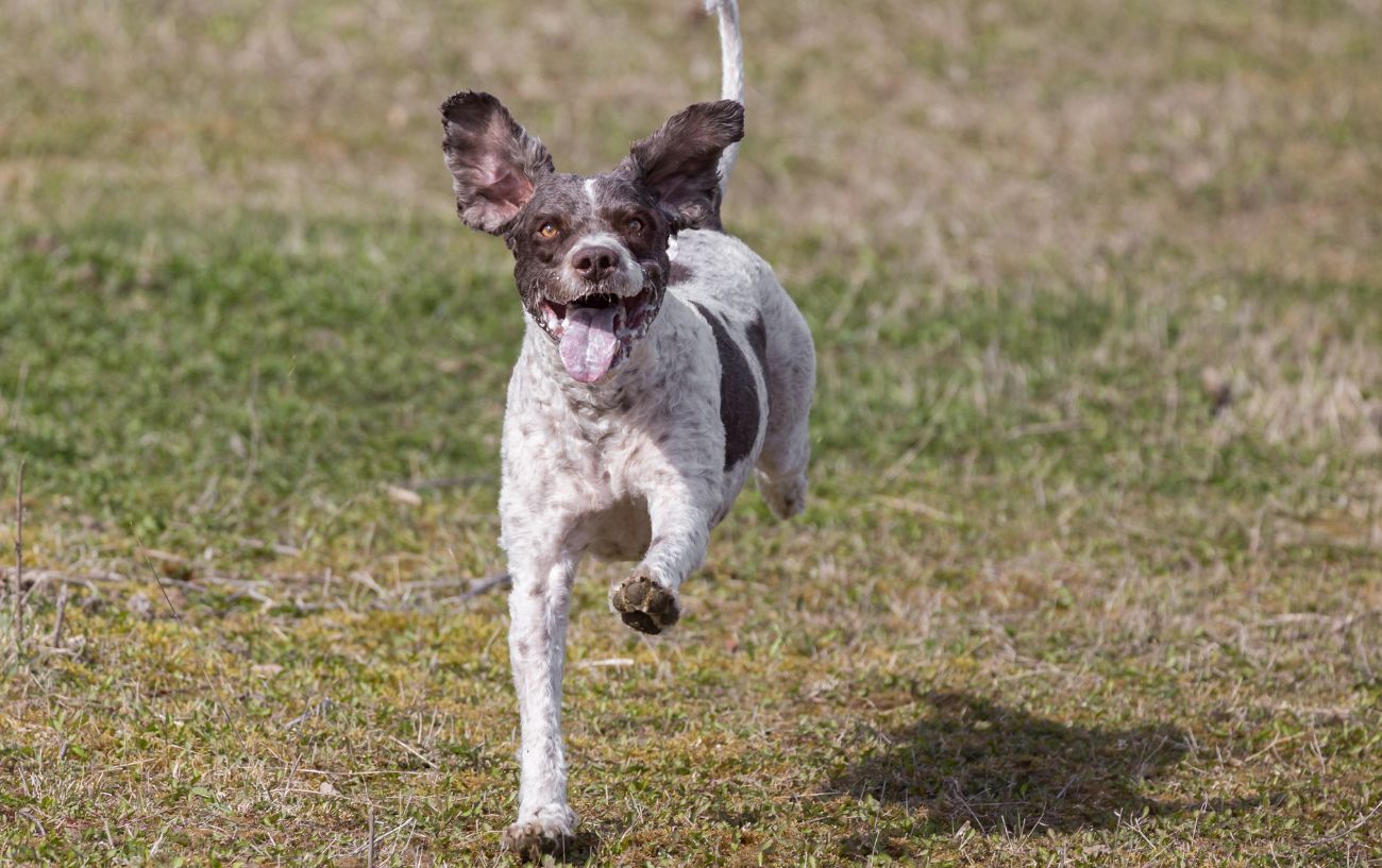 what to do if dog chases you on bike