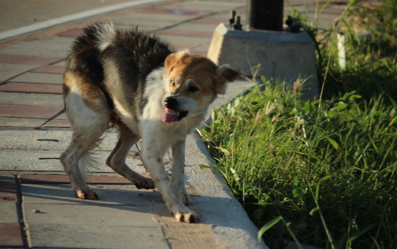 what to do if dog chases you on bike