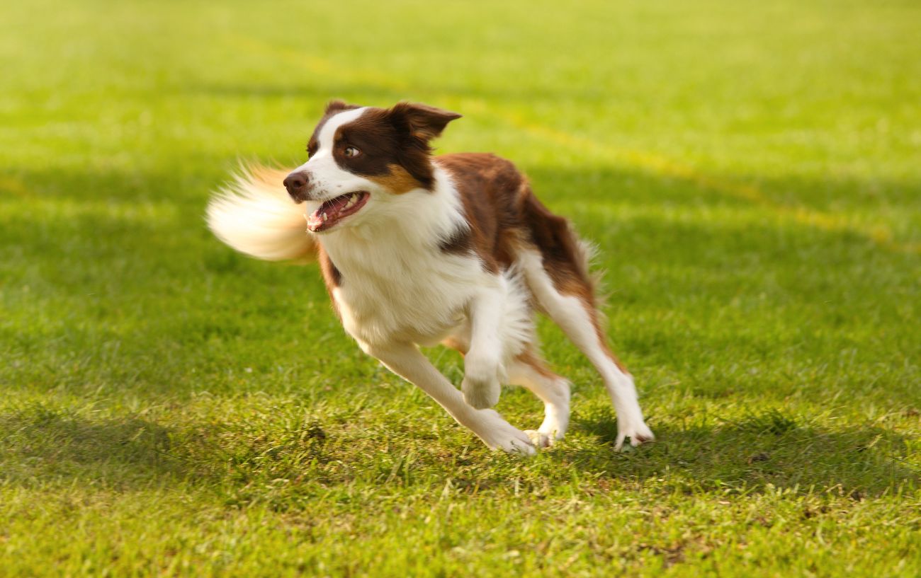 how-do-you-tell-if-a-puppy-has-a-concussion