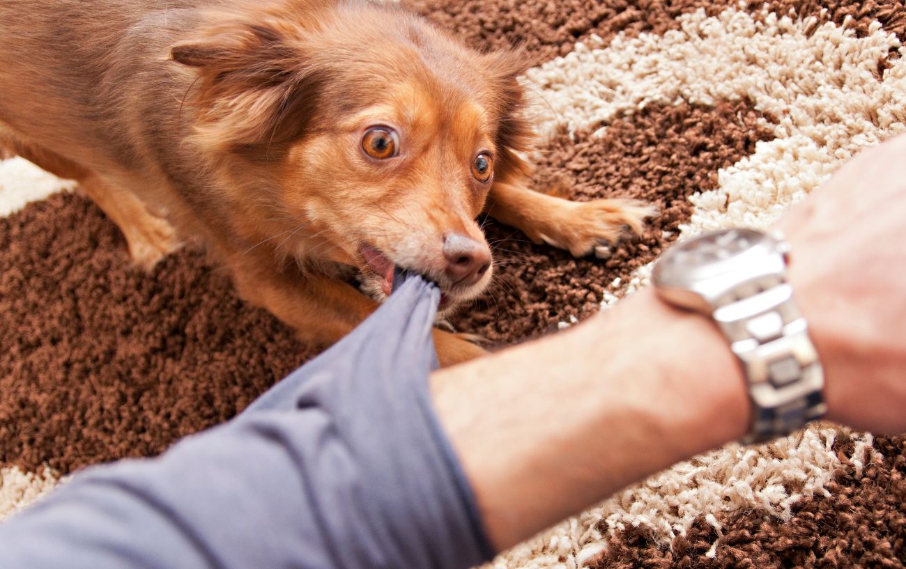 what to do if dog chases you on bike