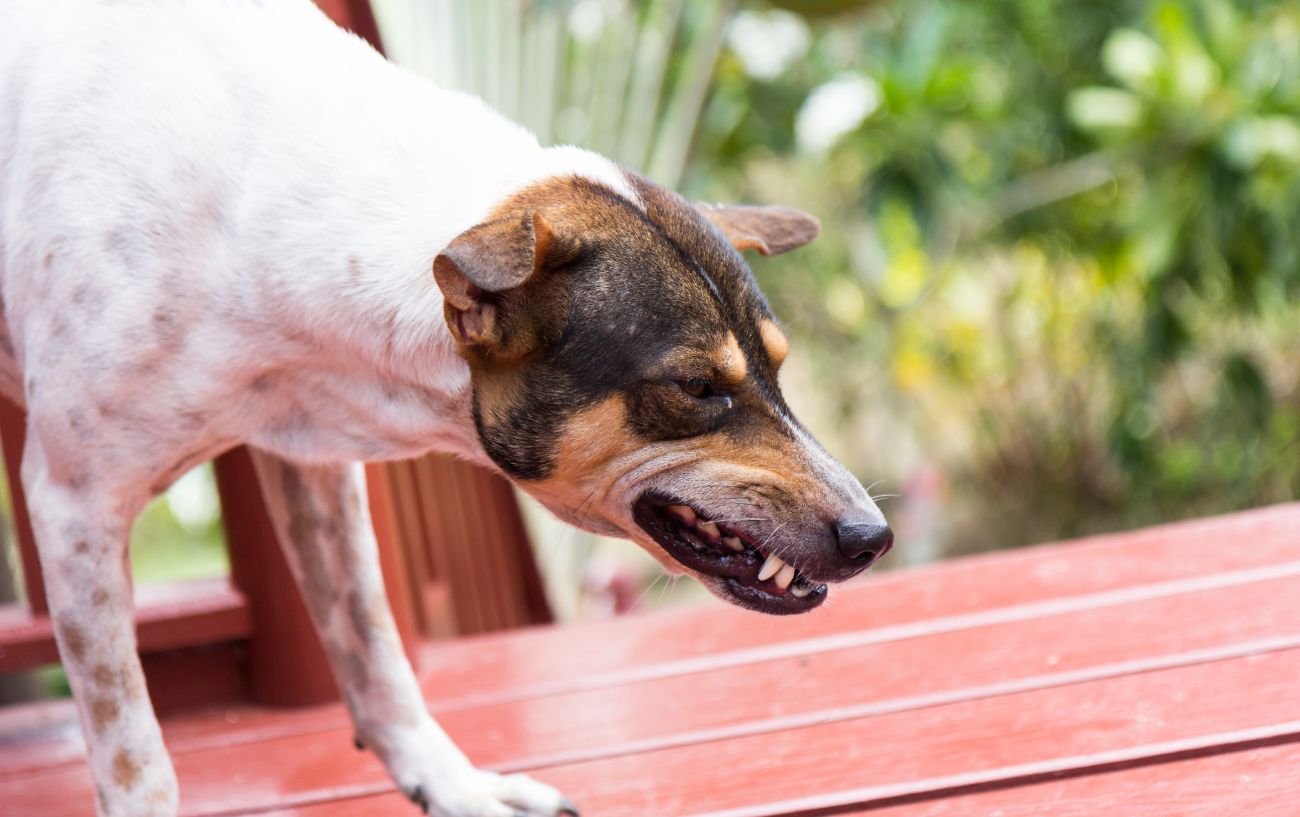 what to do if dog chases you on bike