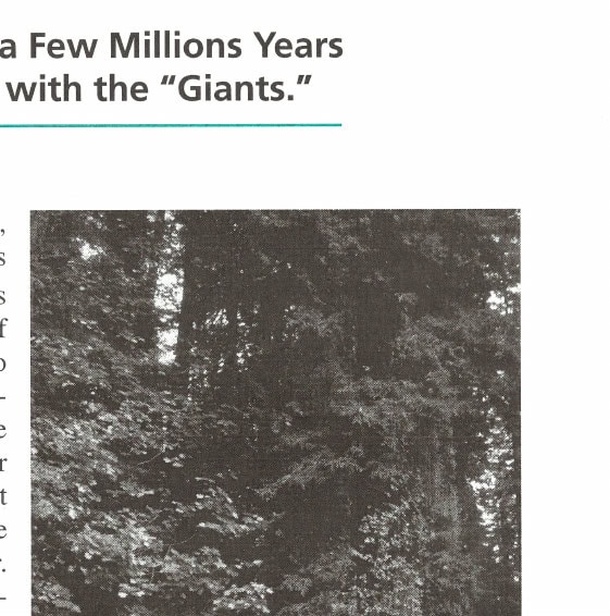 Runners dwarfed by the towering redwoods along the course of the Humboldt Redwoods Marathon.