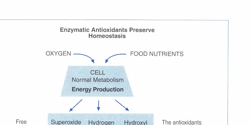 Figure 2  Mechanism by which enzymatic antioxidants protect cells from damage.