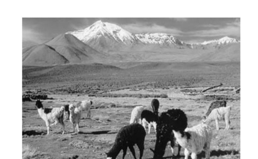 Running On Mars: Outer Space Or Spaced Out? 24 Llama spectators in a plush area of the course.