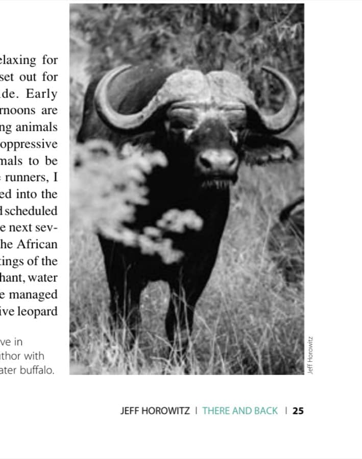 There And Back 5 A trip to a wildlife preserve in Hoedspruit provided the author with upclose encounters with water buffalo.