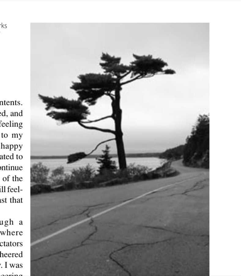 A lone pine tree marks the start of the "Mile of Champions" at mile 15.