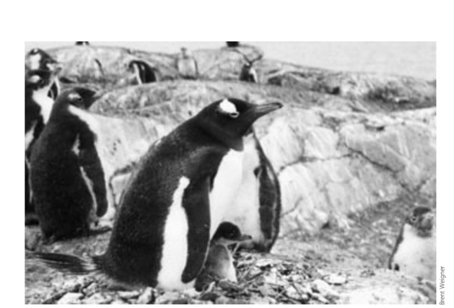 Bipolar Madness 14 A mother Gentoo penguin and her chick are curious about the runner tourists near their nesting site. The nests are made of stones.