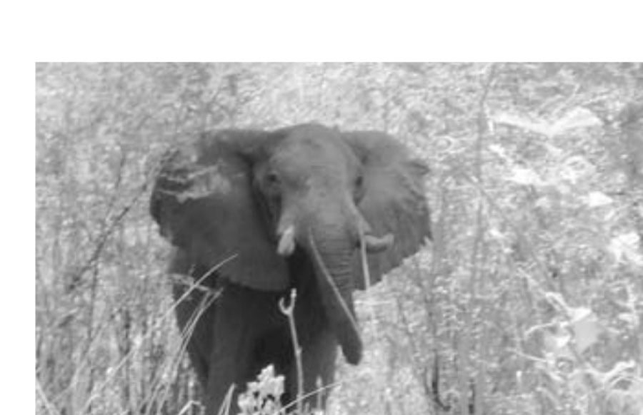 An African bull elephant that Rory and Shayne encountered on their trip.