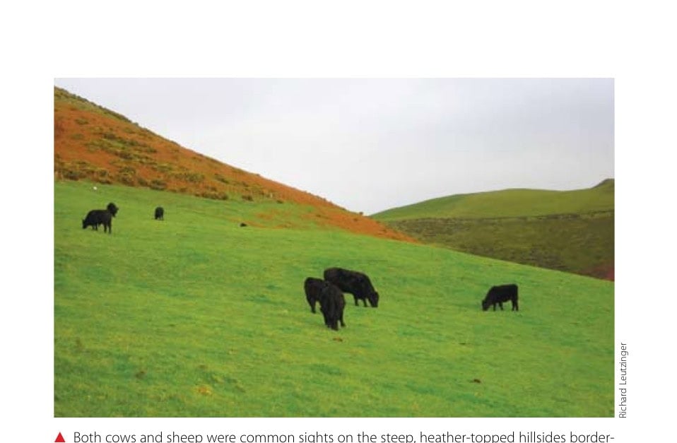 Both cows and sheep were common sights on the steep, heather-topped hillsides bordering the course.