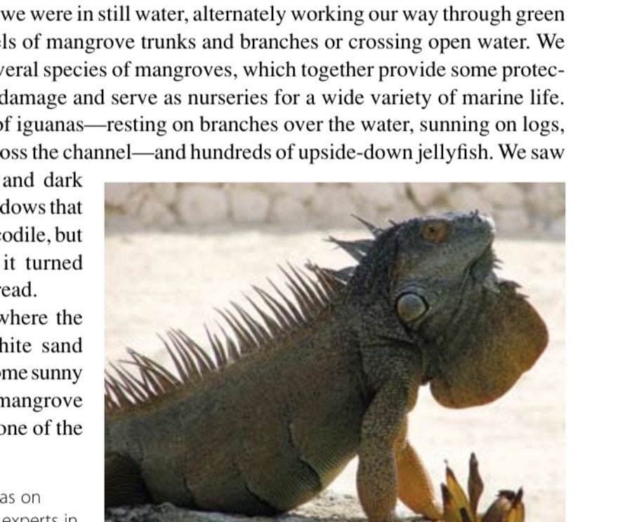 Time Out For A Running Holiday 17 The many iguanas on Grand Cayman are experts in basking in the sun.