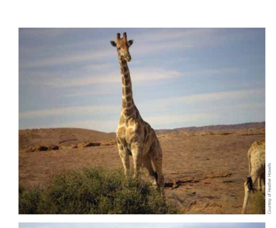 Overnight camp on the banks of the Orange River, under the watchful eye of the local inhabitants.