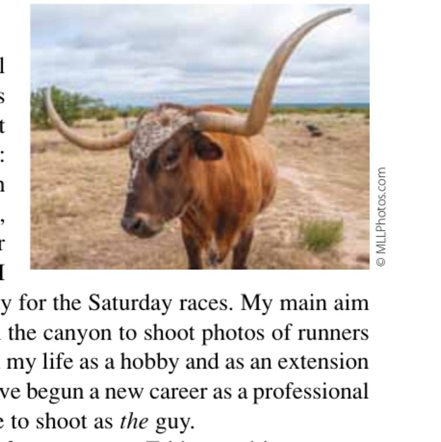 One of the Official Texas longhorn herd.