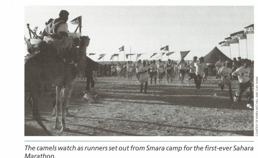 The camels watch as runners set out from Smara camp for the first-ever Sahara Marathon.