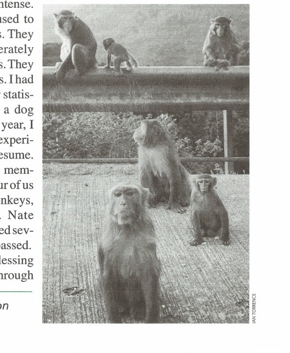 The monkeys at the Kowloon Reservoir.