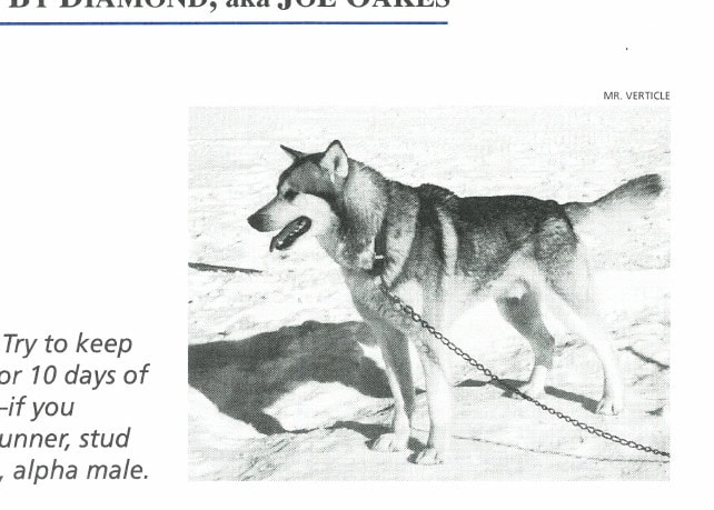 "Hey, Skinny Man. Try to keep up with my team for 10 days of our usual routine—if you can."—Diamond, runner, stud dog par excellence, alpha male.