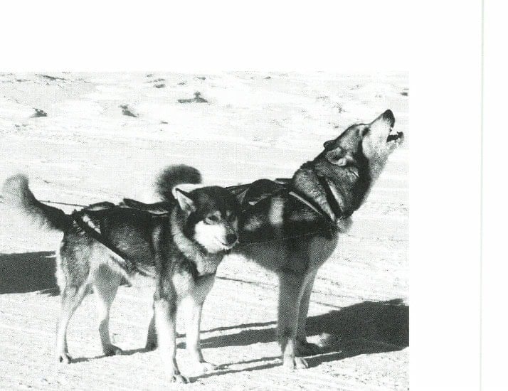 June and I lead a team of fine beasts.