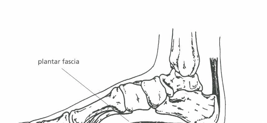 Figure 1: Plantar fascia
