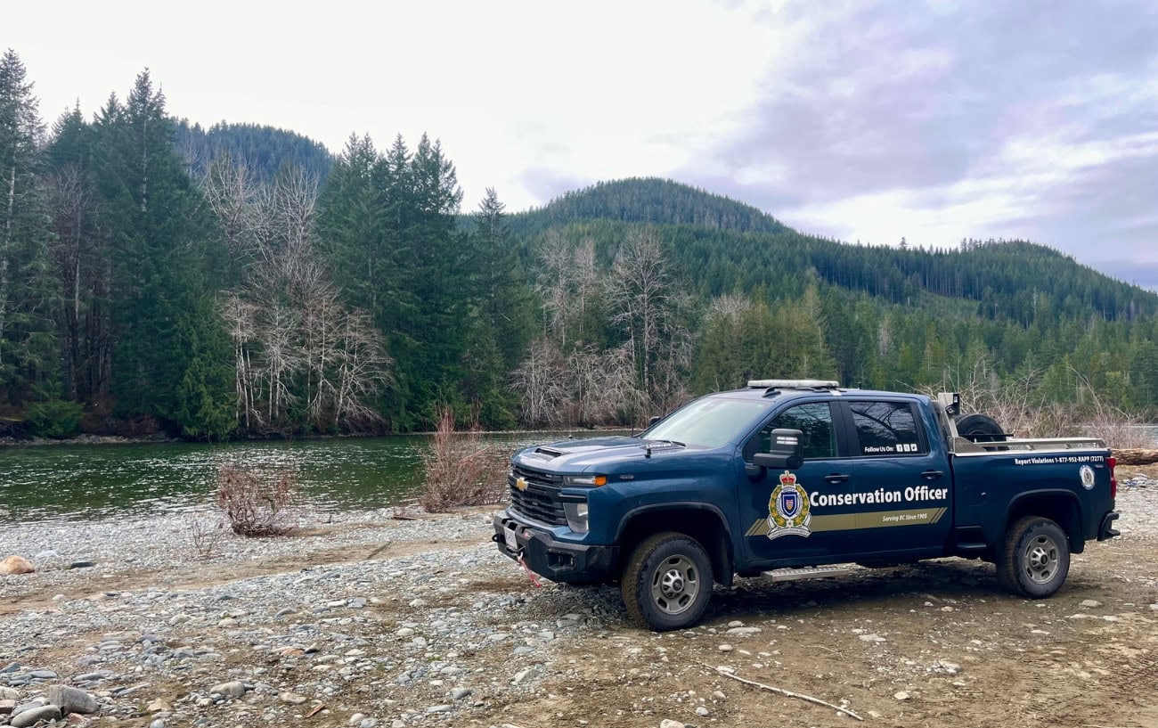 Canadian Trail Closed After Black Bear Charges Lone Runner 2 Canadian Trail Closed After Black Bear Charges Lone Runner 2