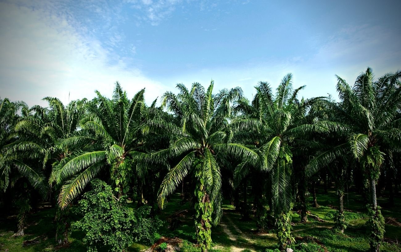 Un campo de árboles de aceite de palma.