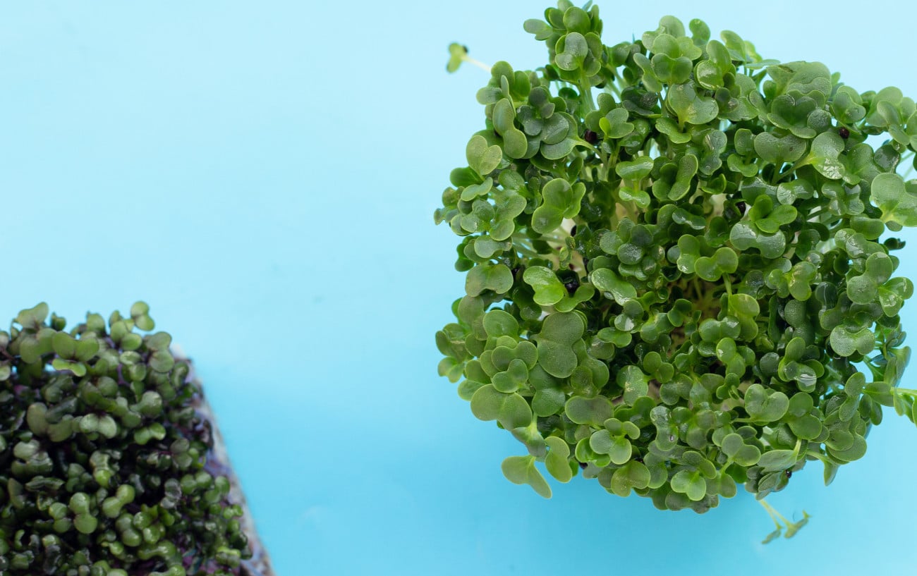 Kale sprouts