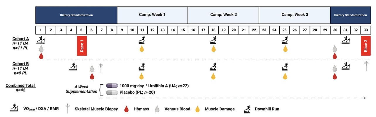 Is Urolithin A the Next Big Performance Supplement for Runners? 2