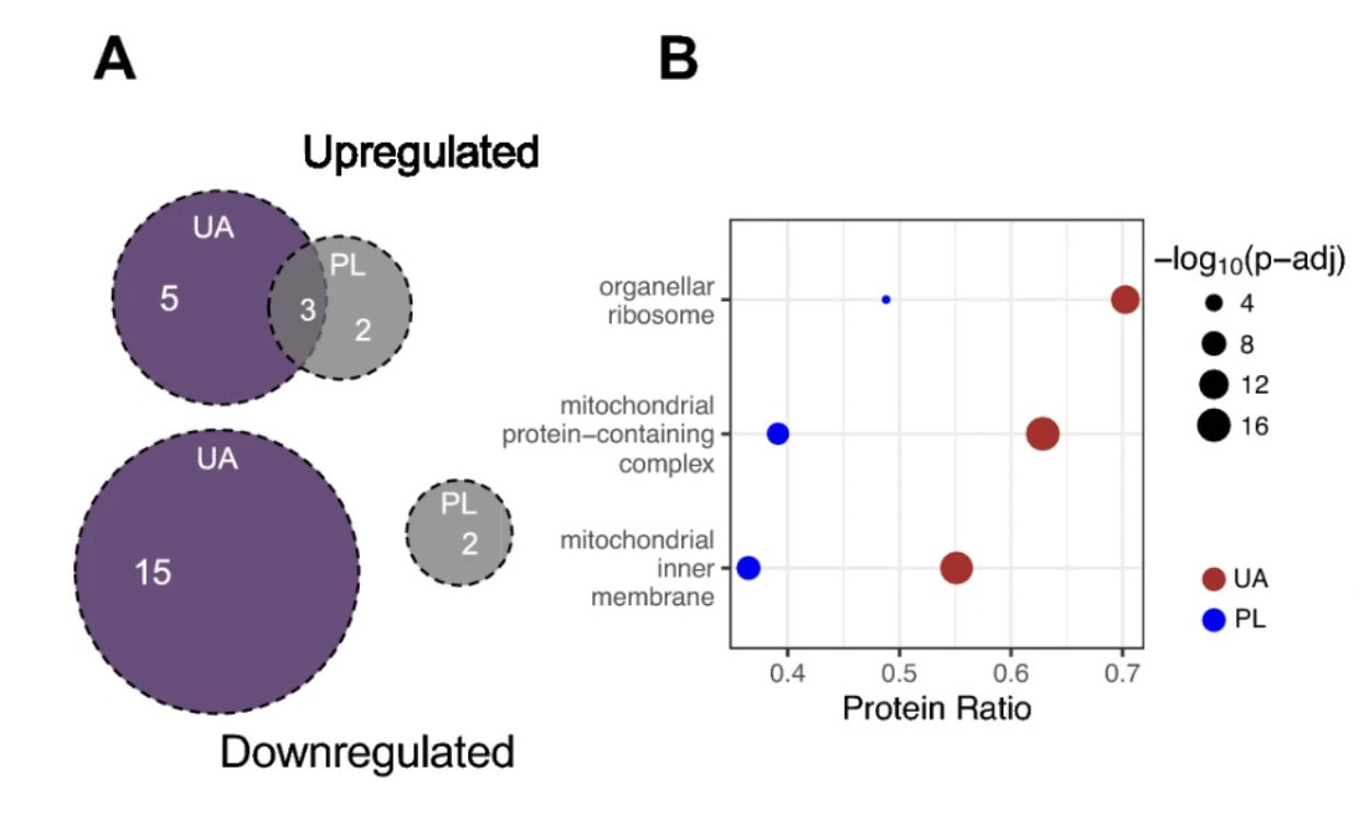 Is Urolithin A the Next Big Performance Supplement for Runners? 5