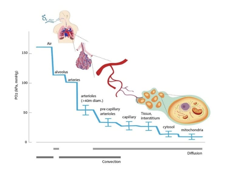 Why Your VO2 Max Declines With Age (And What To Do About It) 2