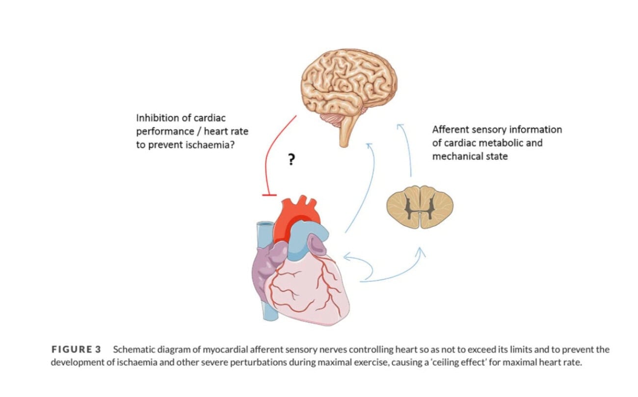 The VO2 Max Myth That Runners Need To Ignore 3 The VO2 Max Myth That Runners Need To Ignore 3