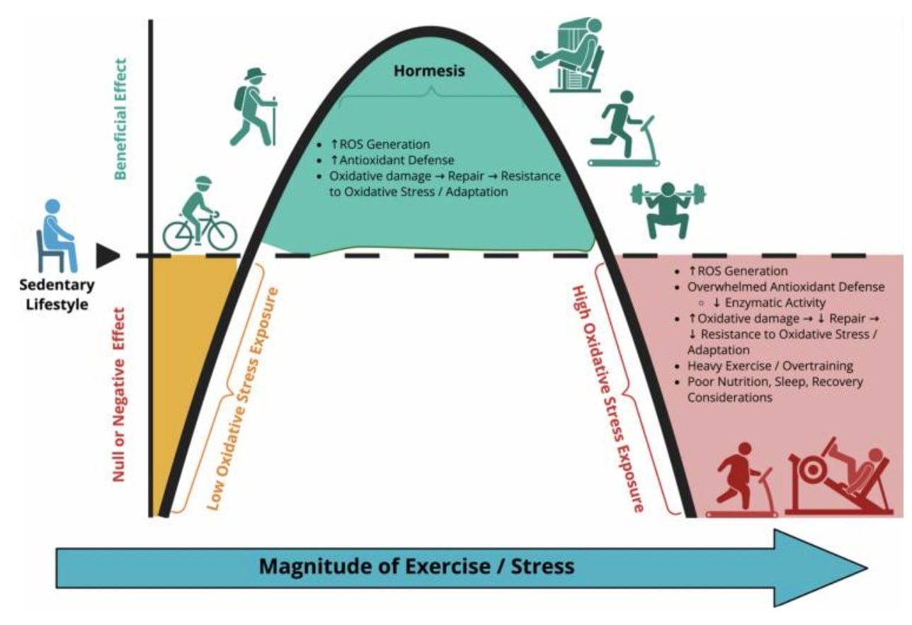 Should Runners Take Antioxidants? The Surprising Reason More Isn’t Always Better 1