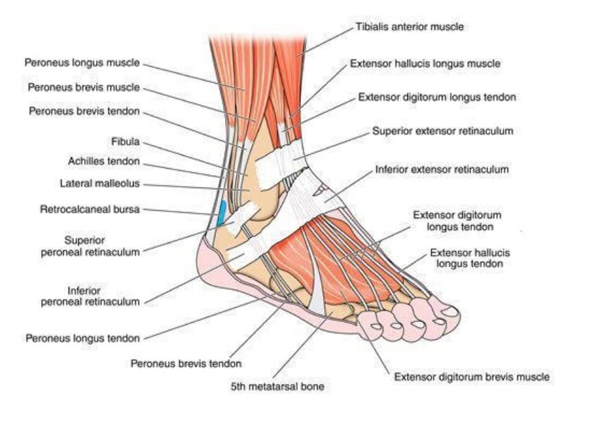 Strong Feet, Fewer Injuries? New Research Complicates the Picture 2 Strong Feet, Fewer Injuries? New Research Complicates the Picture 2