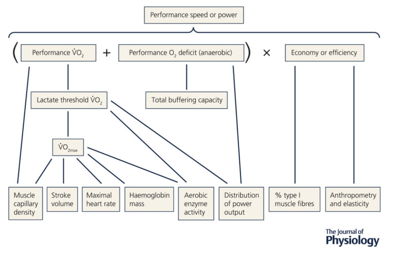 VO₂ Max, Threshold, Or Economy: What Actually Predicts Endurance Performance? 1
