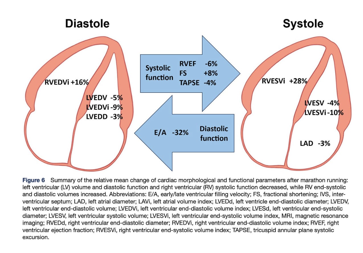 Does Running A Marathon Damage Your Heart? 2 Does Running A Marathon Damage Your Heart? 1