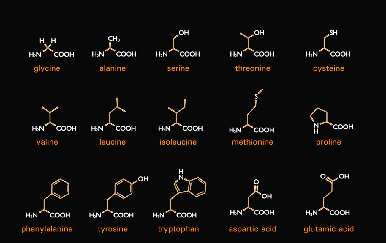 What Are Amino Acids? A Detailed Explanation