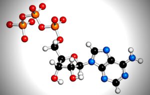 What Is ATP? Your Cells' Energy Source Made Clear