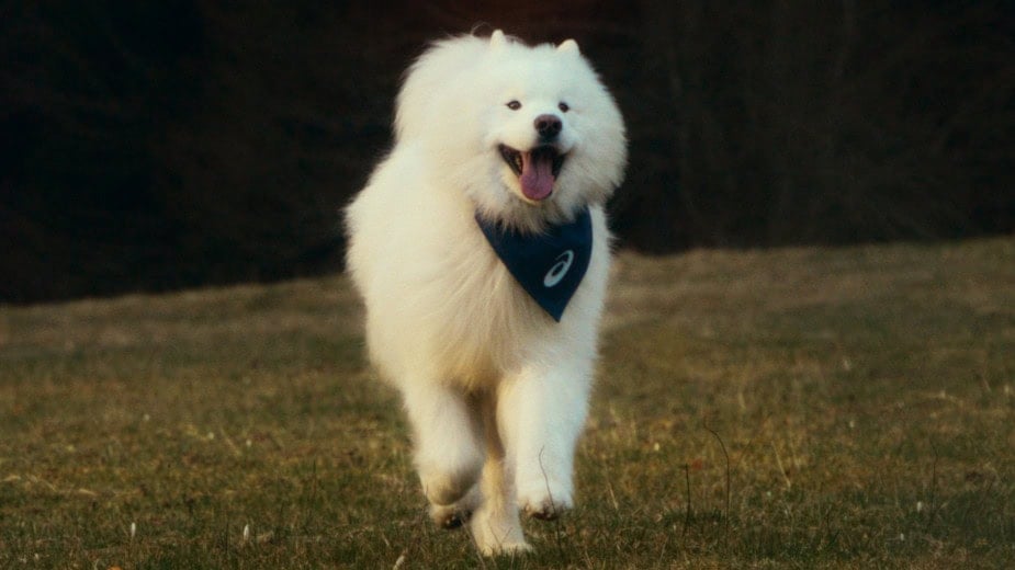 ASICS Just Signed a Dog as a Brand Ambassador—and It’s the Most Heartwarming Marketing Move You’ll See This Year 2