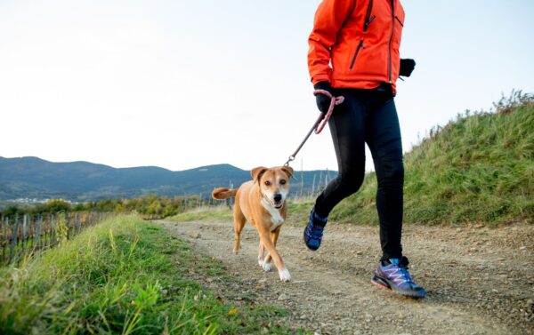 How To Run With Your Dog: 3 Steps To Train Your Pooch To Run